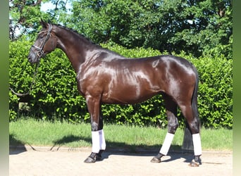 Hanoverian, Gelding, 3 years, 16.3 hh, Black