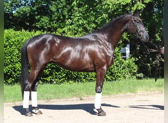 Hanoverian, Gelding, 3 years, 16.3 hh, Black