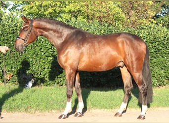 Hanoverian, Gelding, 3 years, 16.3 hh, Brown