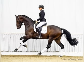 Hanoverian, Gelding, 3 years, 16,3 hh, Brown