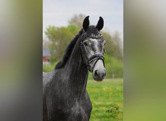 Hanoverian, Gelding, 3 years, 16.3 hh, Gray-Dark-Tan