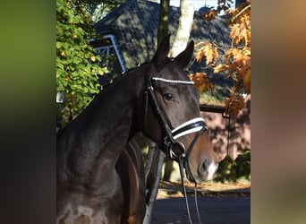 Hanoverian, Gelding, 3 years, 16 hh, Bay-Dark