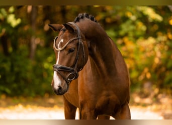 Hanoverian, Gelding, 3 years, 16 hh, Bay-Dark