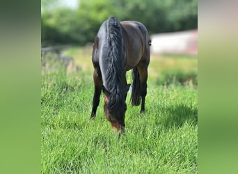 Hanoverian, Gelding, 3 years, 16 hh, Bay-Dark