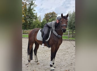 Hanoverian, Gelding, 3 years, 16 hh, Bay-Dark