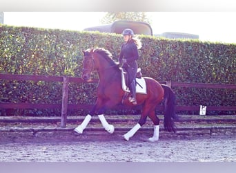 Hanoverian, Gelding, 3 years, 16 hh, Bay-Dark