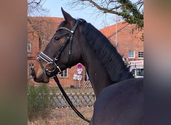 Hanoverian, Gelding, 3 years, 16 hh, Brown