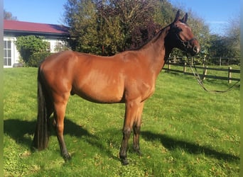 Hanoverian, Gelding, 3 years, 16 hh, Brown