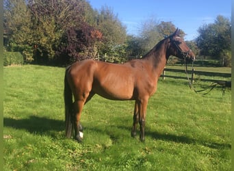 Hanoverian, Gelding, 3 years, 16 hh, Brown