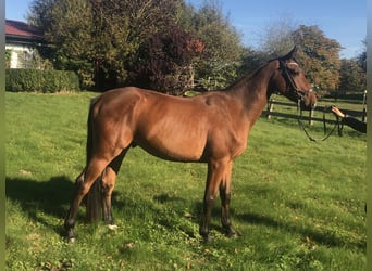 Hanoverian, Gelding, 3 years, 16 hh, Brown