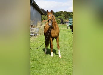 Hanoverian, Gelding, 3 years, 16 hh, Chestnut
