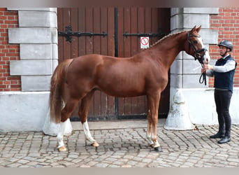 Hanoverian, Gelding, 3 years, 16 hh, Chestnut-Red