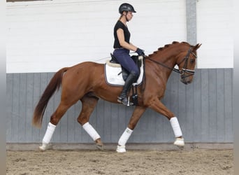 Hanoverian, Gelding, 3 years, 16 hh, Chestnut-Red
