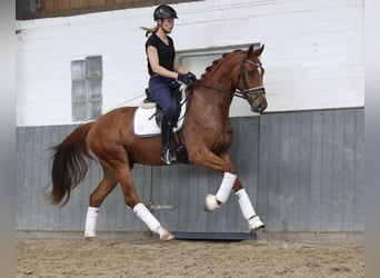 Hanoverian, Gelding, 3 years, 16 hh, Chestnut-Red