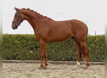 Hanoverian, Gelding, 3 years, 16 hh, Chestnut-Red