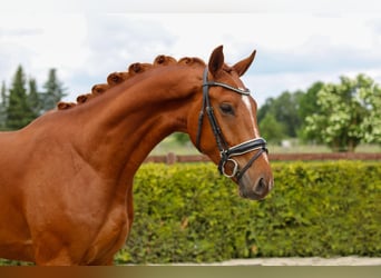 Hanoverian, Gelding, 3 years, 16 hh, Chestnut-Red
