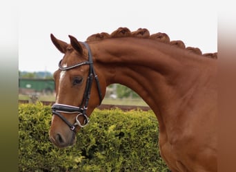 Hanoverian, Gelding, 3 years, 16 hh, Chestnut-Red
