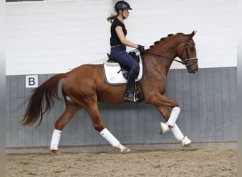 Hanoverian, Gelding, 3 years, 16 hh, Chestnut-Red