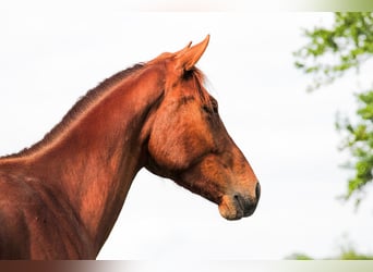 Hanoverian, Gelding, 3 years, 16 hh, Chestnut-Red