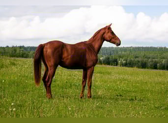 Hanoverian, Gelding, 3 years, 16 hh, Chestnut-Red