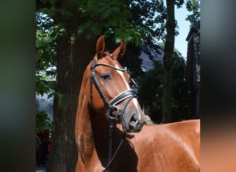 Hanoverian, Gelding, 3 years, 16 hh, Chestnut-Red