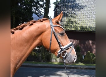 Hanoverian, Gelding, 3 years, 16 hh, Chestnut-Red