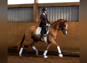 Hanoverian, Gelding, 3 years, 16 hh, Chestnut-Red