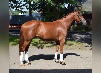 Hanoverian, Gelding, 3 years, 16 hh, Chestnut-Red