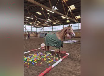 Hanoverian, Gelding, 3 years, 16 hh, Chestnut-Red