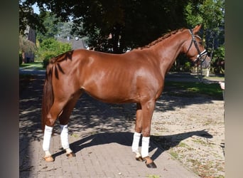 Hanoverian, Gelding, 3 years, 16 hh, Chestnut-Red