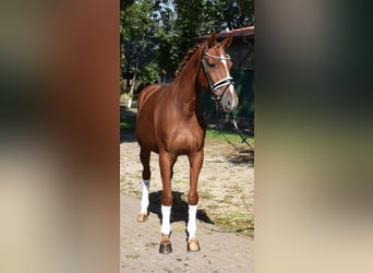 Hanoverian, Gelding, 3 years, 16 hh, Chestnut-Red