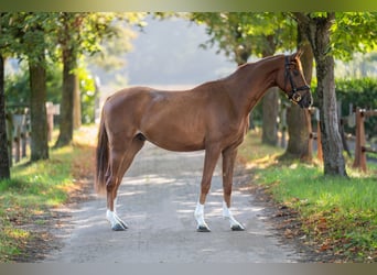 Hanoverian, Gelding, 3 years, 16 hh, Chestnut-Red