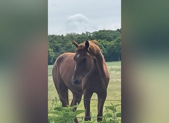 Hanoverian, Gelding, 3 years, 16 hh, Chestnut-Red
