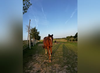 Hanoverian, Gelding, 3 years, 16 hh, Chestnut-Red
