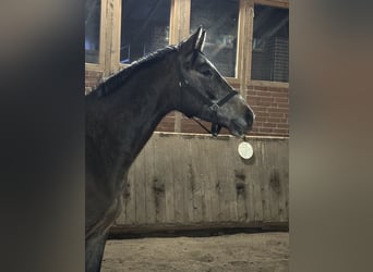 Hanoverian, Gelding, 3 years, 16 hh, Grey