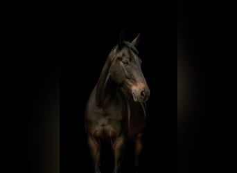 Hanoverian, Gelding, 3 years, 16 hh, Smoky-Black