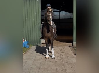 Hanoverian, Gelding, 3 years, 16,1 hh, Bay-Dark