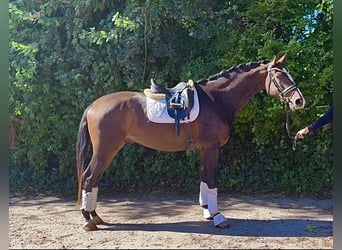 Hanoverian, Gelding, 3 years, 16,1 hh, Bay-Dark