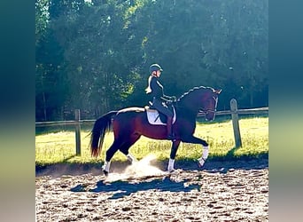 Hanoverian, Gelding, 3 years, 16,1 hh, Bay-Dark