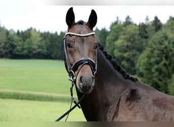 Hanoverian, Gelding, 3 years, 16,1 hh, Bay-Dark