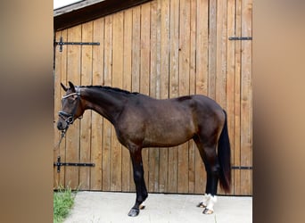 Hanoverian, Gelding, 3 years, 16,1 hh, Bay-Dark