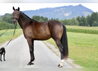 Hanoverian, Gelding, 3 years, 16,1 hh, Bay-Dark