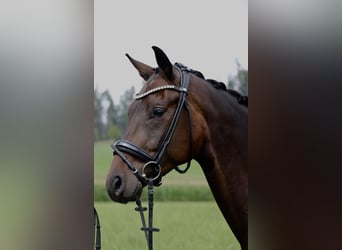 Hanoverian, Gelding, 3 years, 16,1 hh, Bay-Dark