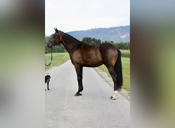 Hanoverian, Gelding, 3 years, 16,1 hh, Bay-Dark