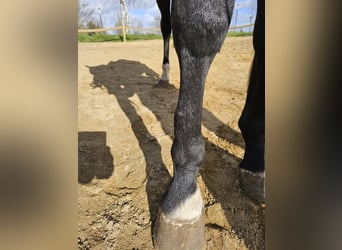 Hanoverian, Gelding, 3 years, 16,1 hh, Bay-Dark