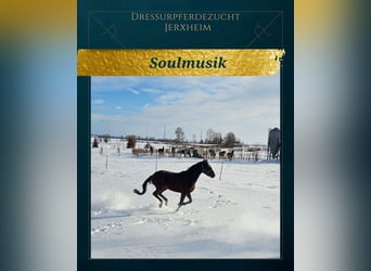 Hanoverian, Gelding, 3 years, 16,1 hh, Bay-Dark