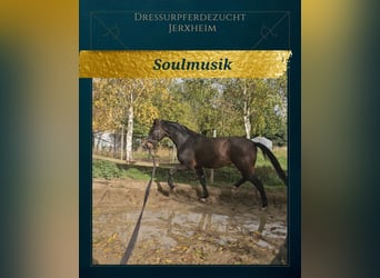 Hanoverian, Gelding, 3 years, 16,1 hh, Bay-Dark