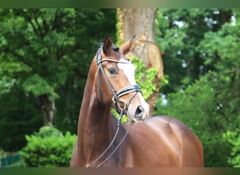 Hanoverian, Gelding, 3 years, 16,1 hh, Bay-Dark