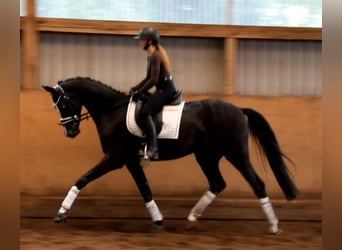 Hanoverian, Gelding, 3 years, 16,1 hh, Black