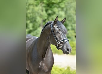 Hanoverian, Gelding, 3 years, 16,1 hh, Black